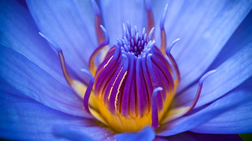 blue lotus extract