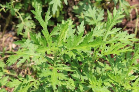 Smoking Mugwort: What You Need to Know