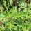 Smoking Mugwort: What You Need to Know