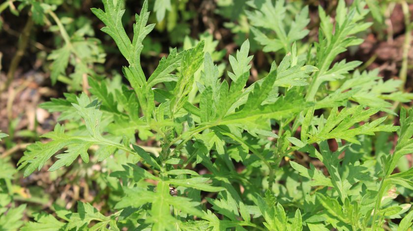 smoking mugwort