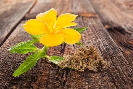 Everything You Need to Know About Smoking Damiana