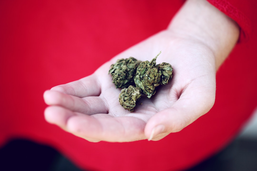 hand holding weed buds