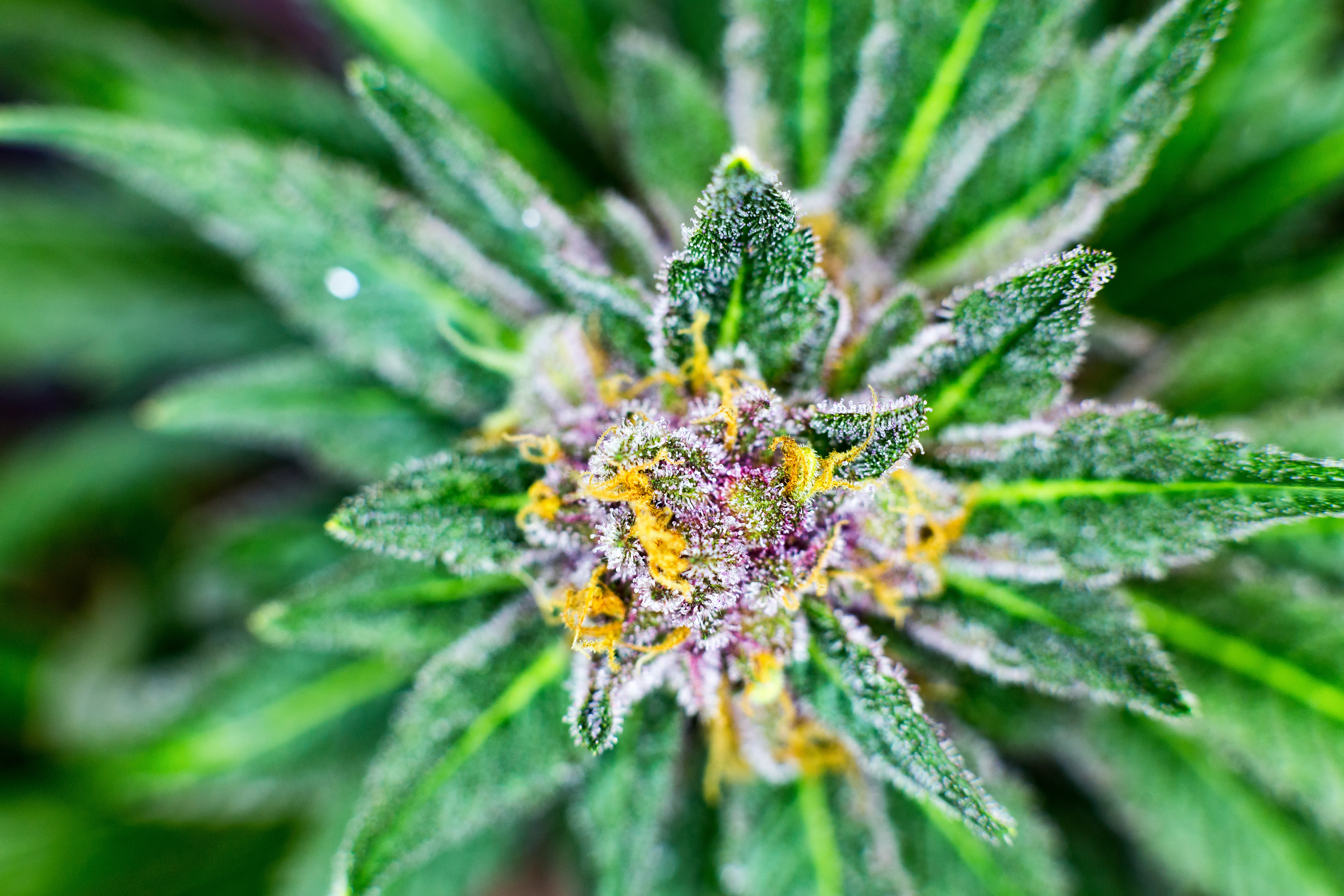 marijuana flower