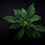 Top 5 CBD-Rich Cannabis Strains
